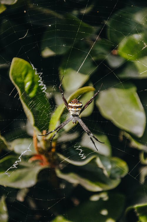 Ilmainen kuvapankkikuva tunnisteilla hämähäkinseitti, hämähäkki, hämähäkkieläin Kuvapankkikuva