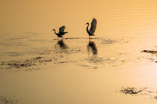 Silhouette of Birds on a Lake
