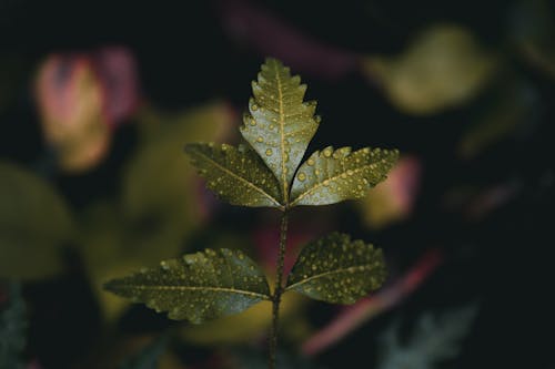 Bezpłatne Darmowe zdjęcie z galerii z liście, łodyga, roślina Zdjęcie z galerii