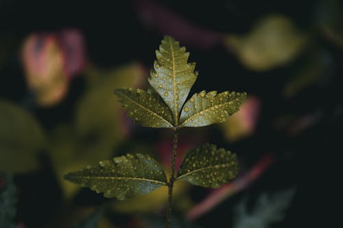 A Stem of Leaves with Water Droplets