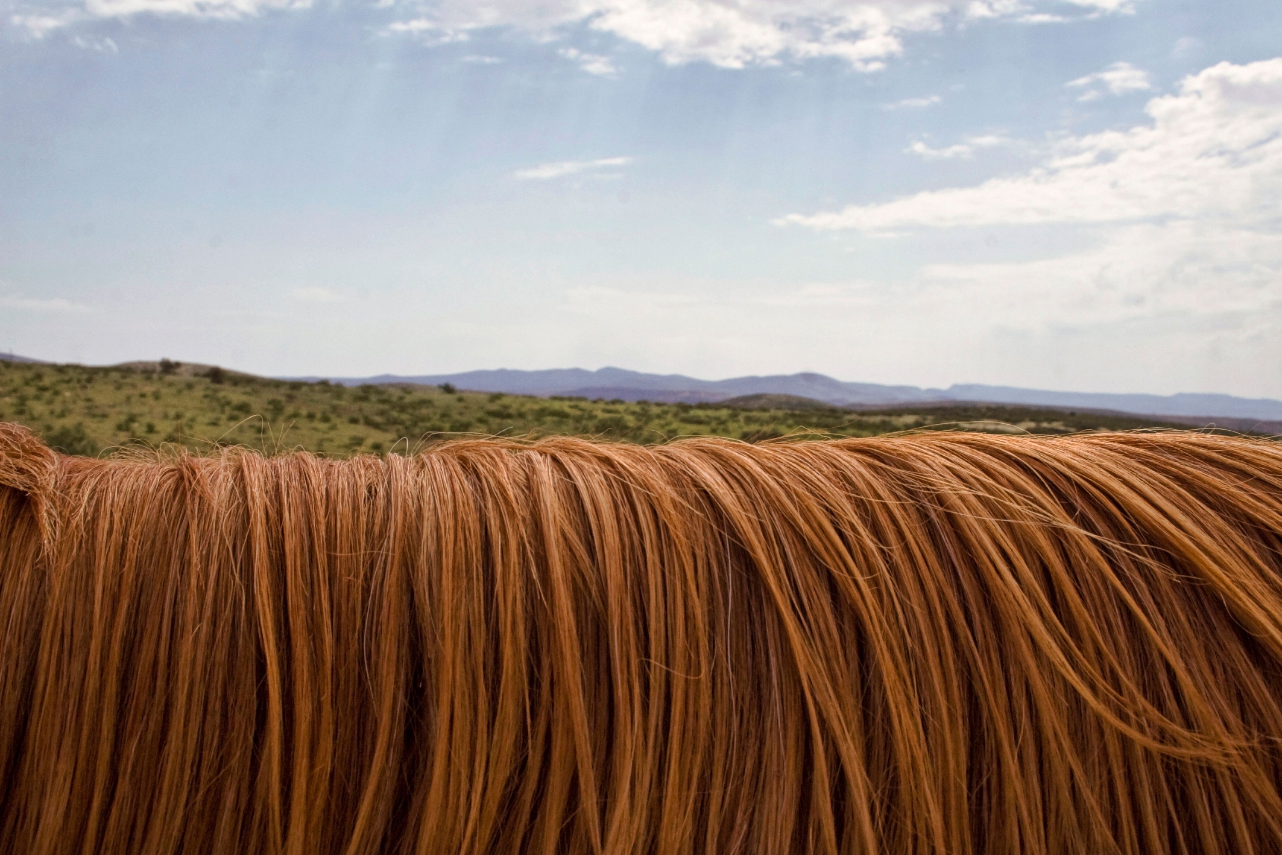 Foto profissional gratuita de animal, bicho, cabelo