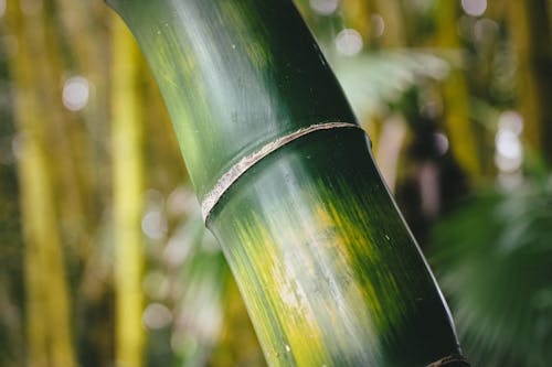 Macro Photography of a Green Bamboo 
