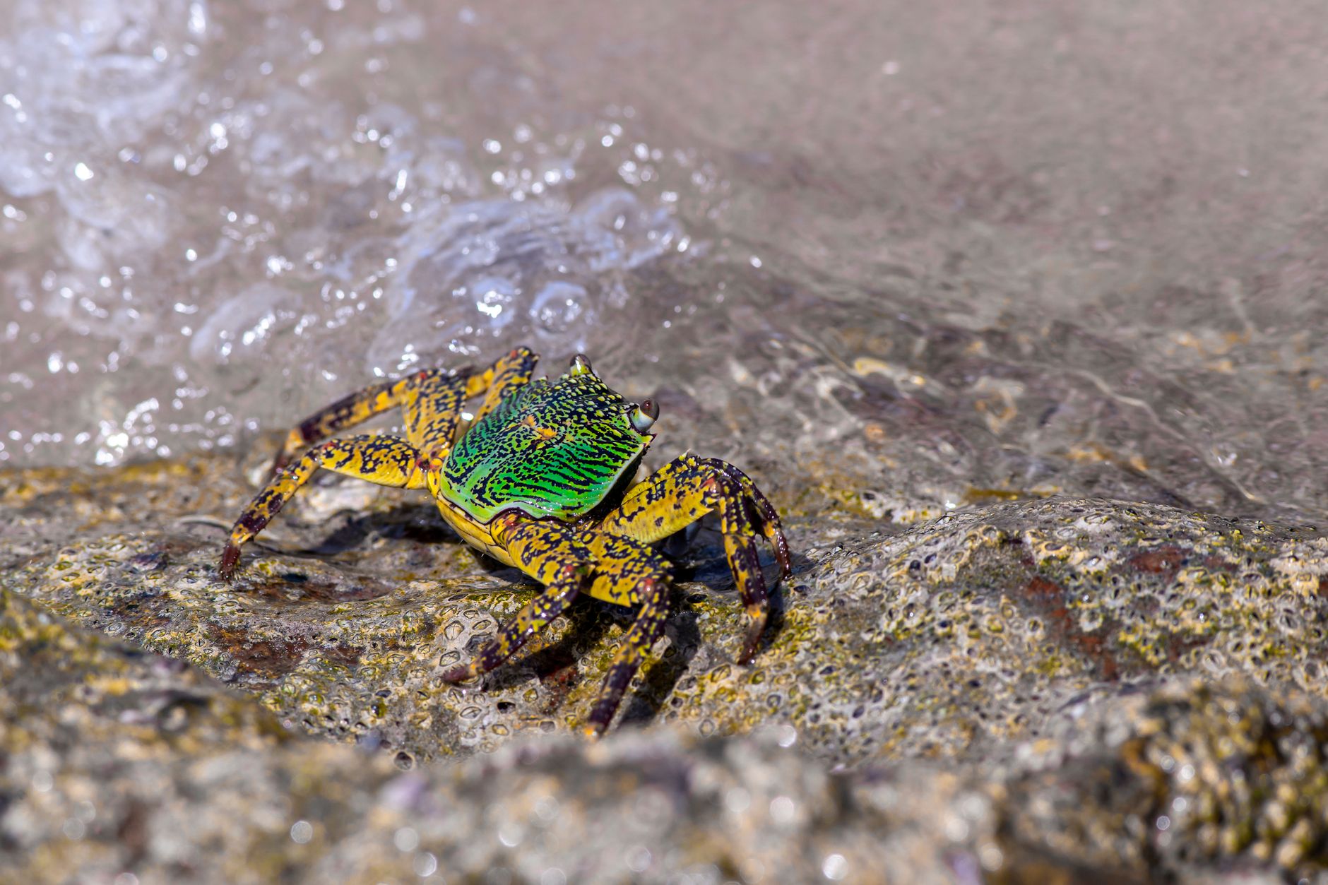 Shore Crab