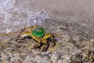 Green and Brown Crab on Gray Rock
