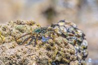 Blue and Brown Crab on Gray Rock