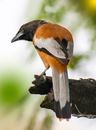 Rufous treepie with brown feathers on bark of tree in park on blurred background