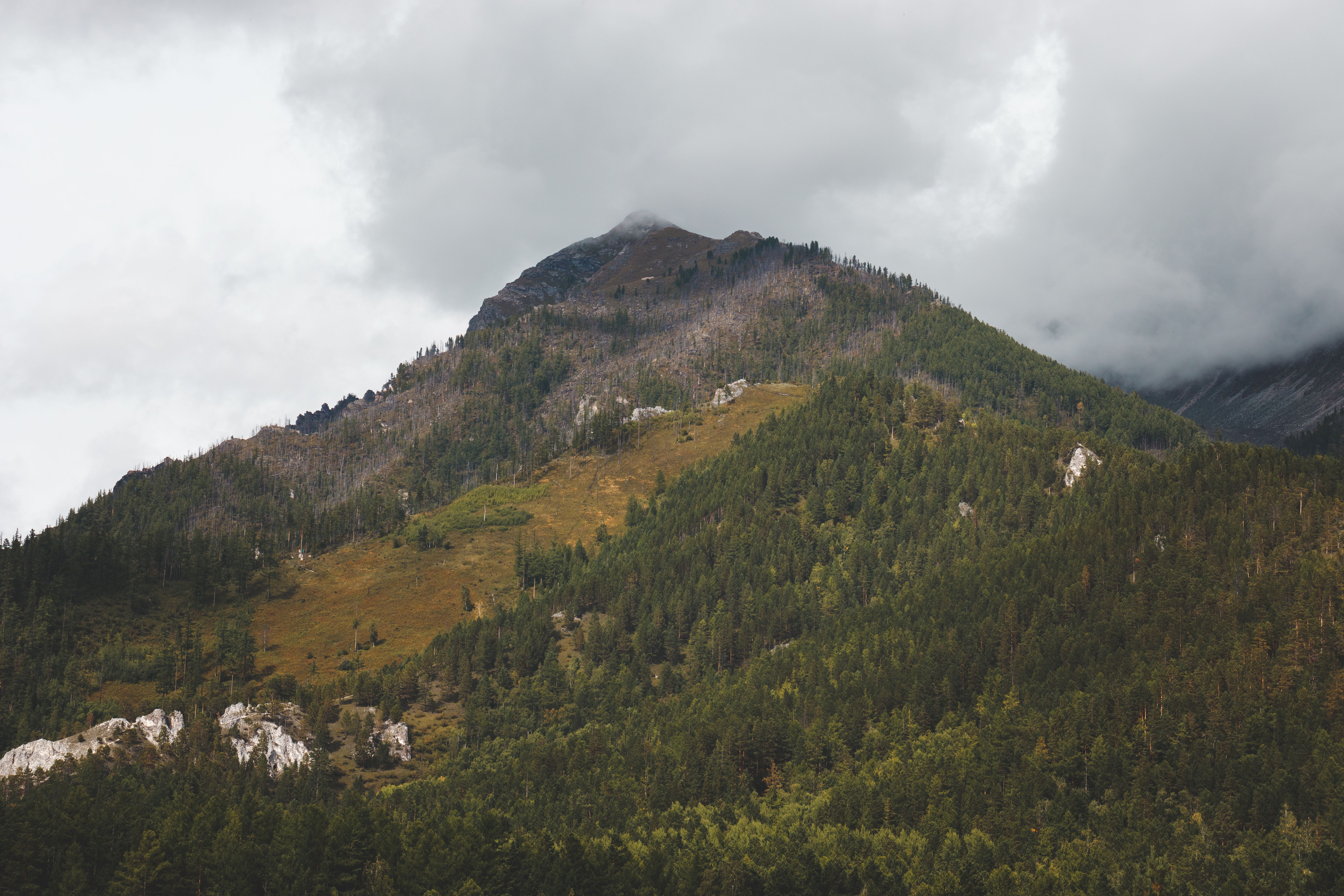 A Green Trees on the Mountain Under the White Clouds · Free Stock Photo