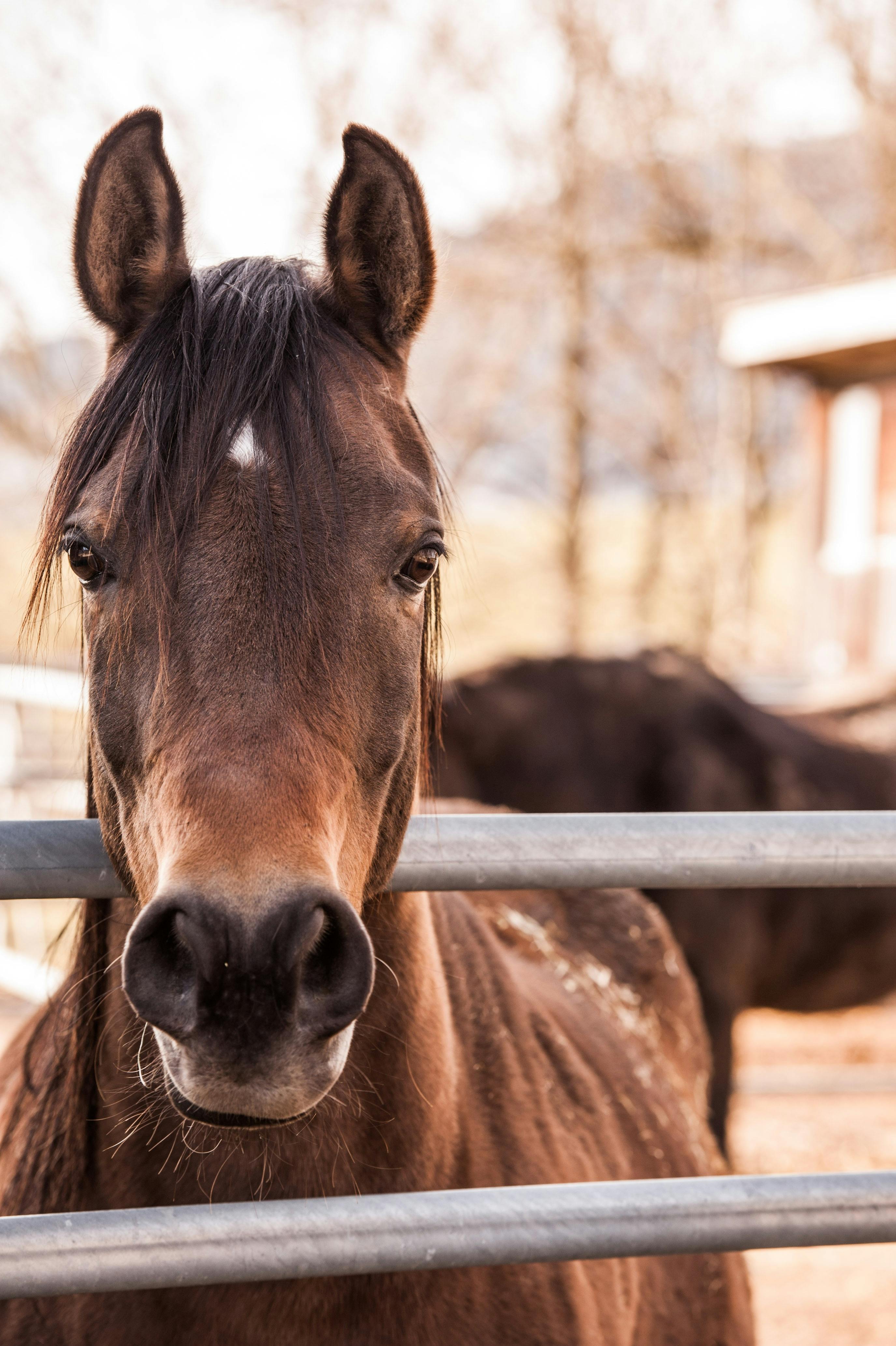 Foto Cavalo marrom na frente da cerca – Imagem de Cinza grátis no Unsplash