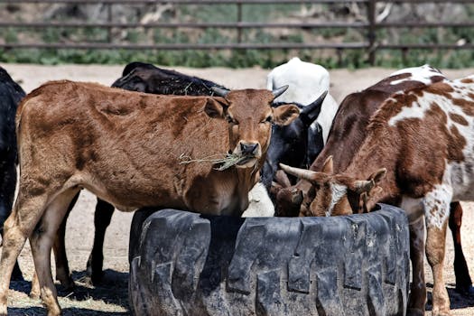 Cows gather at a feeding trough in a rural field, enjoying hay on a sunny day.