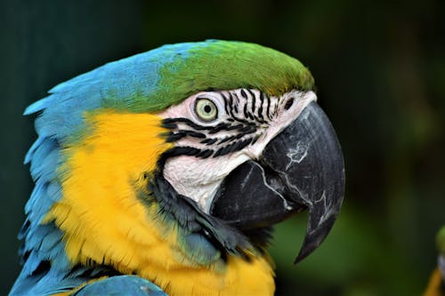 Close-Up Shot of a Macaw 