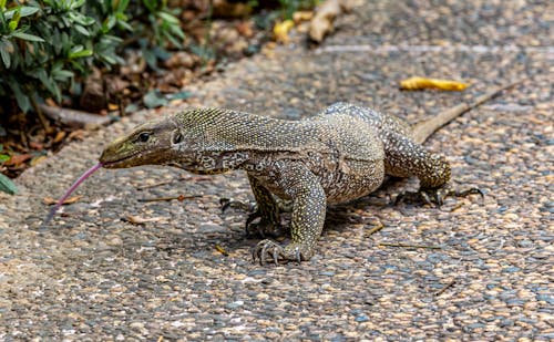 Lizard Crawling on the Cobblestone Ground