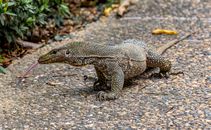 Grey and Black Lizard on Ground