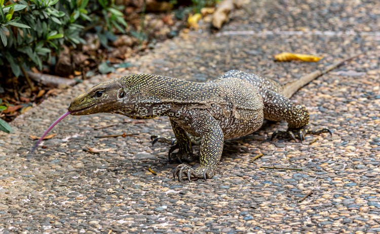 Lizard Crawling On The Cobblestone Ground