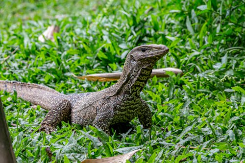 A Lizard Crawling on a Grassy Ground