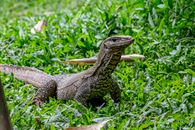 Brown Bearded Dragon on Green Grass