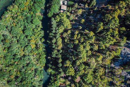 Drone Shot of Green Trees Near Concrete Houses