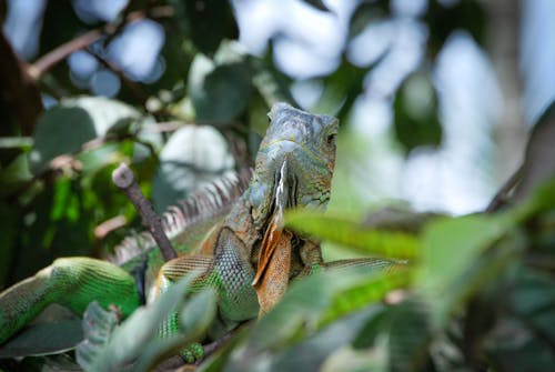 Close-Up Shot of an Iguana 