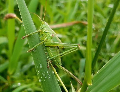 Green Grasshopper Perched on Grass