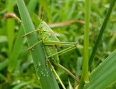 Green Grasshopper Perched on Grass