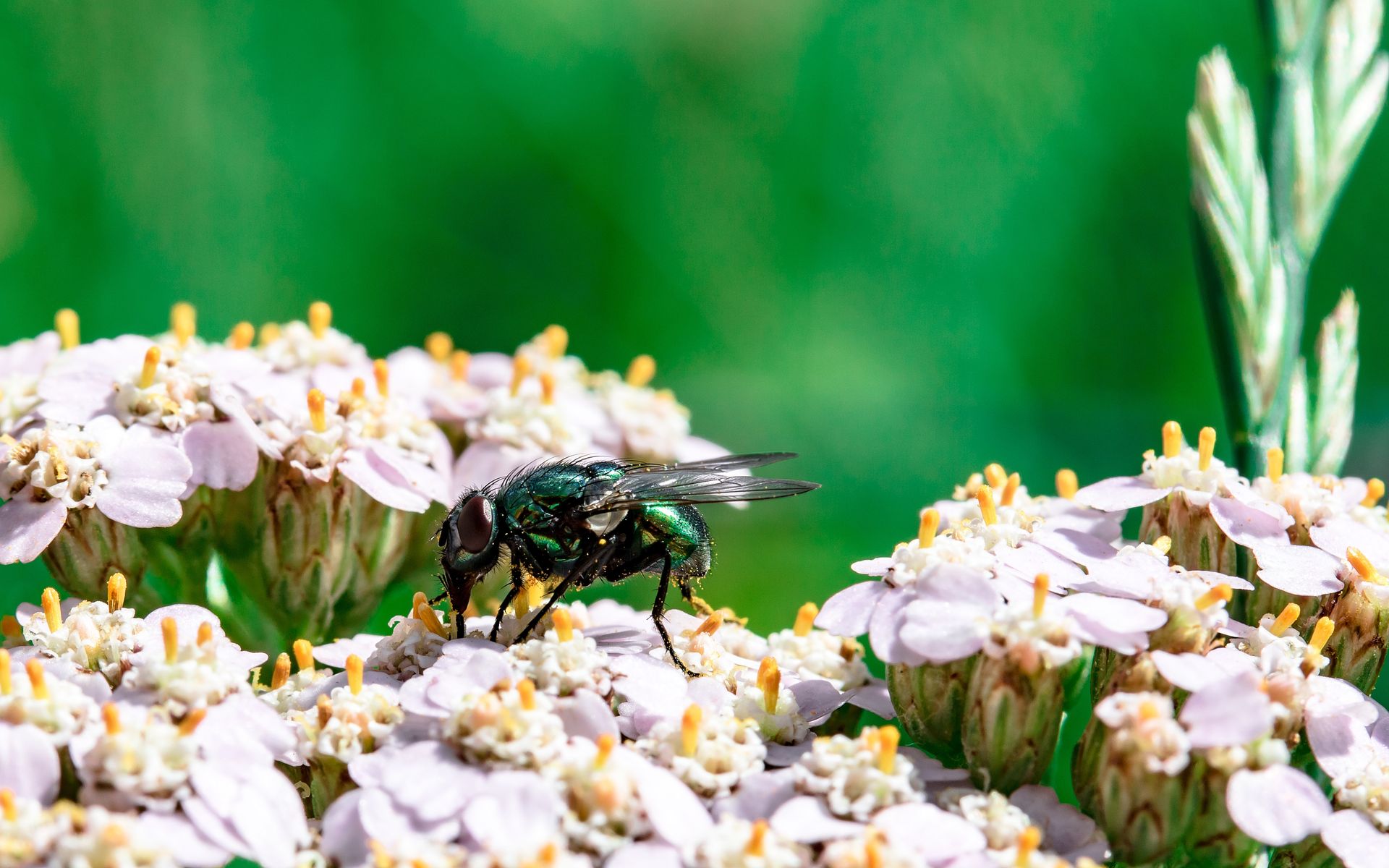 Green Winged Insect on White Flower