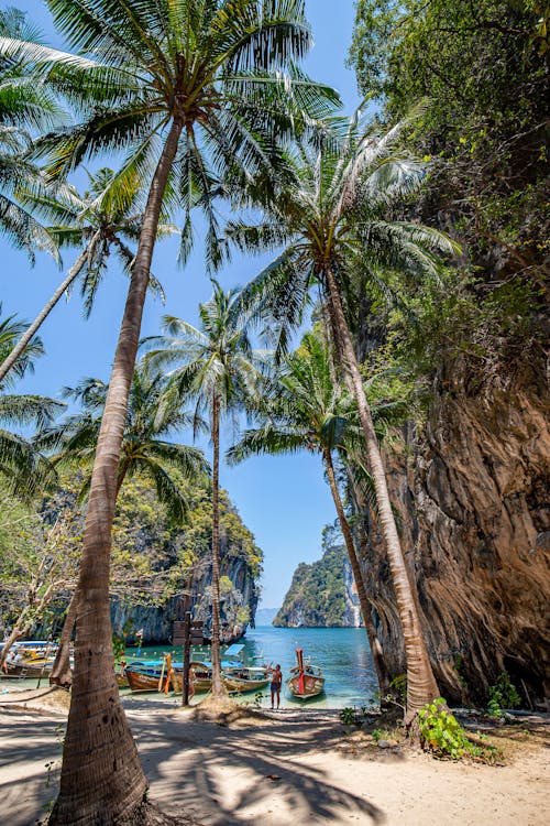 Palms on a Tropical Island 