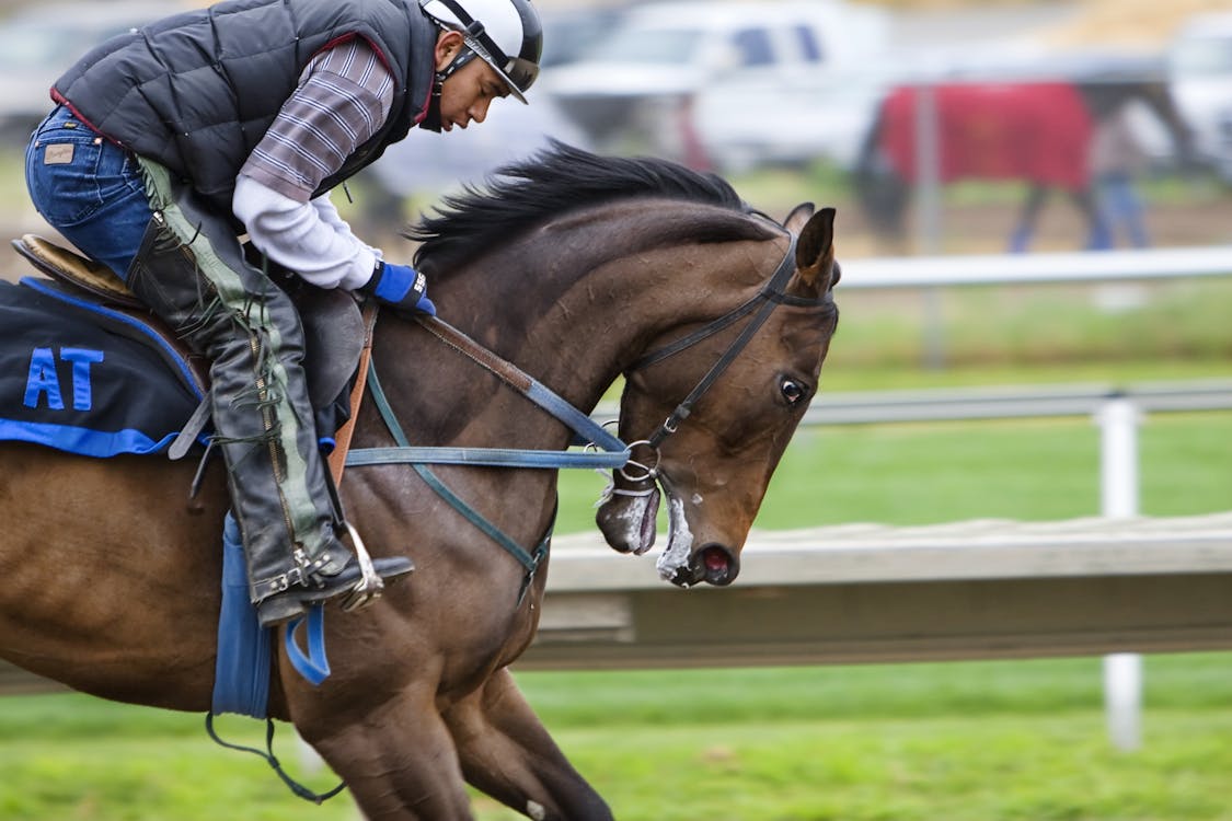 Free Horse Backriding Race Stock Photo