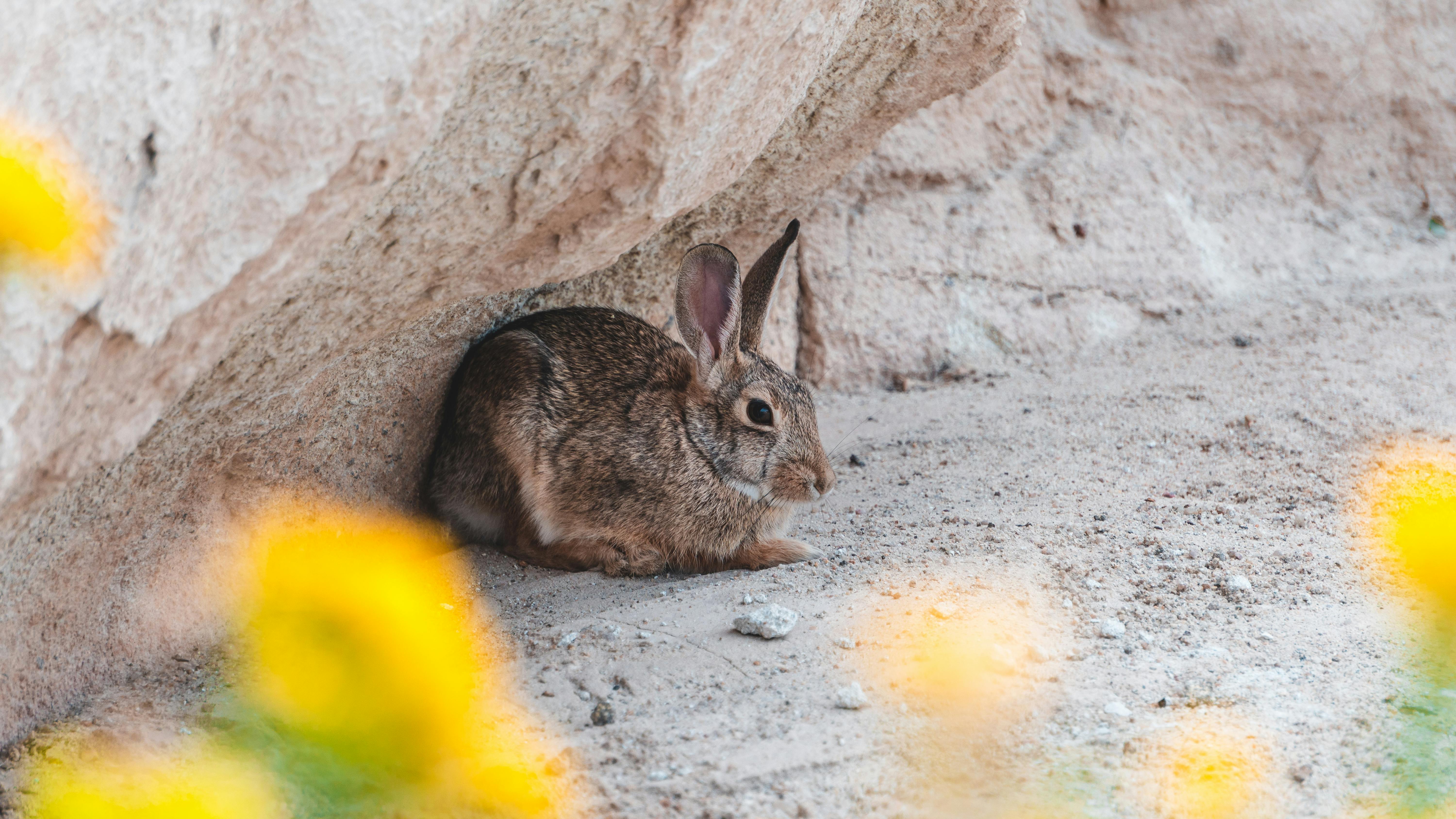 brown rabbit on the ground