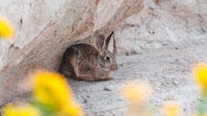 Brown Rabbit on the Ground