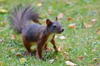 阳光明媚的花园里，一只充满活力的松鼠正在觅食的肖像