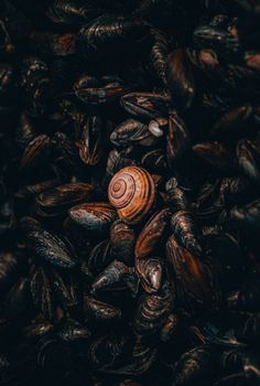 A close-up of a snail shell amidst mussels, showcasing texture and contrast.