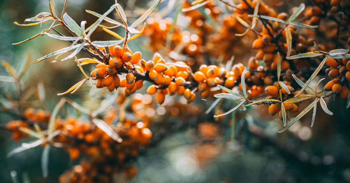 Sea buckthorn orange berries closeup