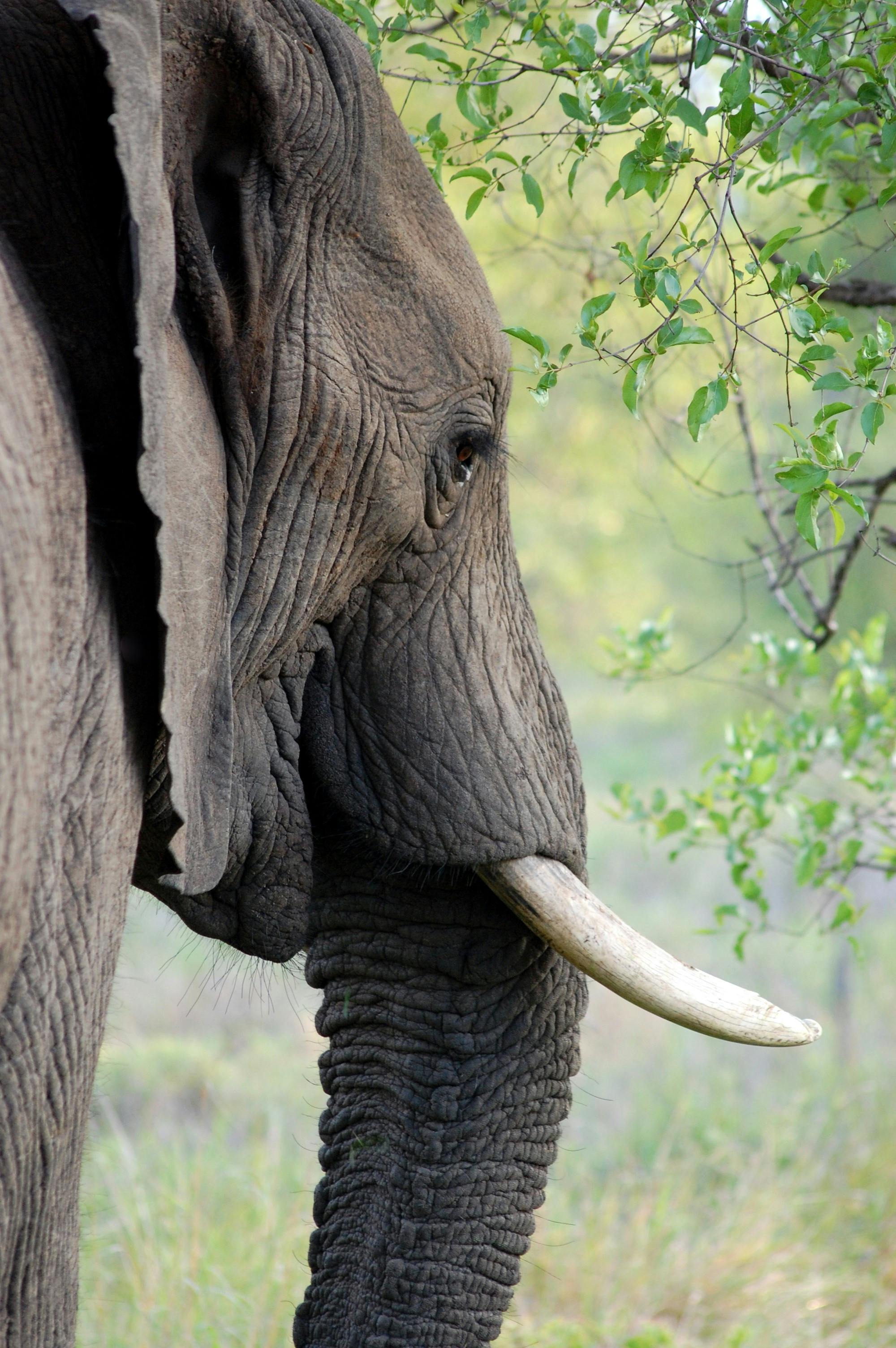 Red Elephant Images - Free Download on Freepik