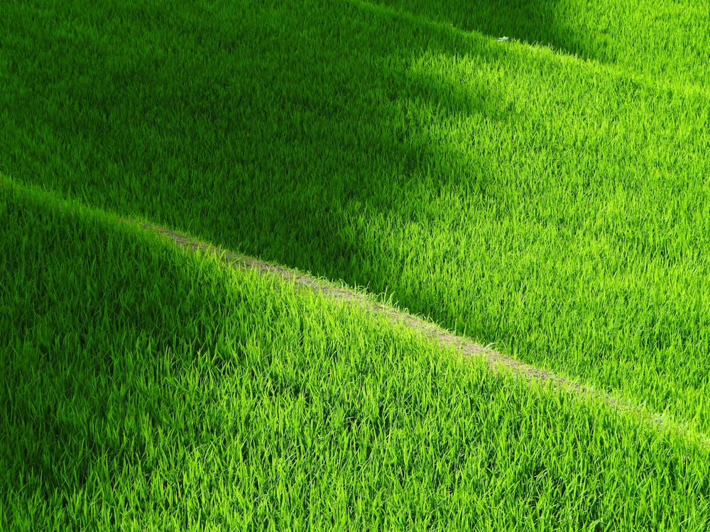 gratis Groen Gras Overdag Stockfoto