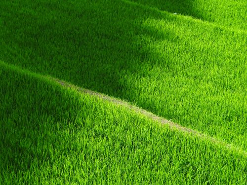 Free Vivid green grass field with a distinct narrow path cutting through, seen in daylight. Stock Photo