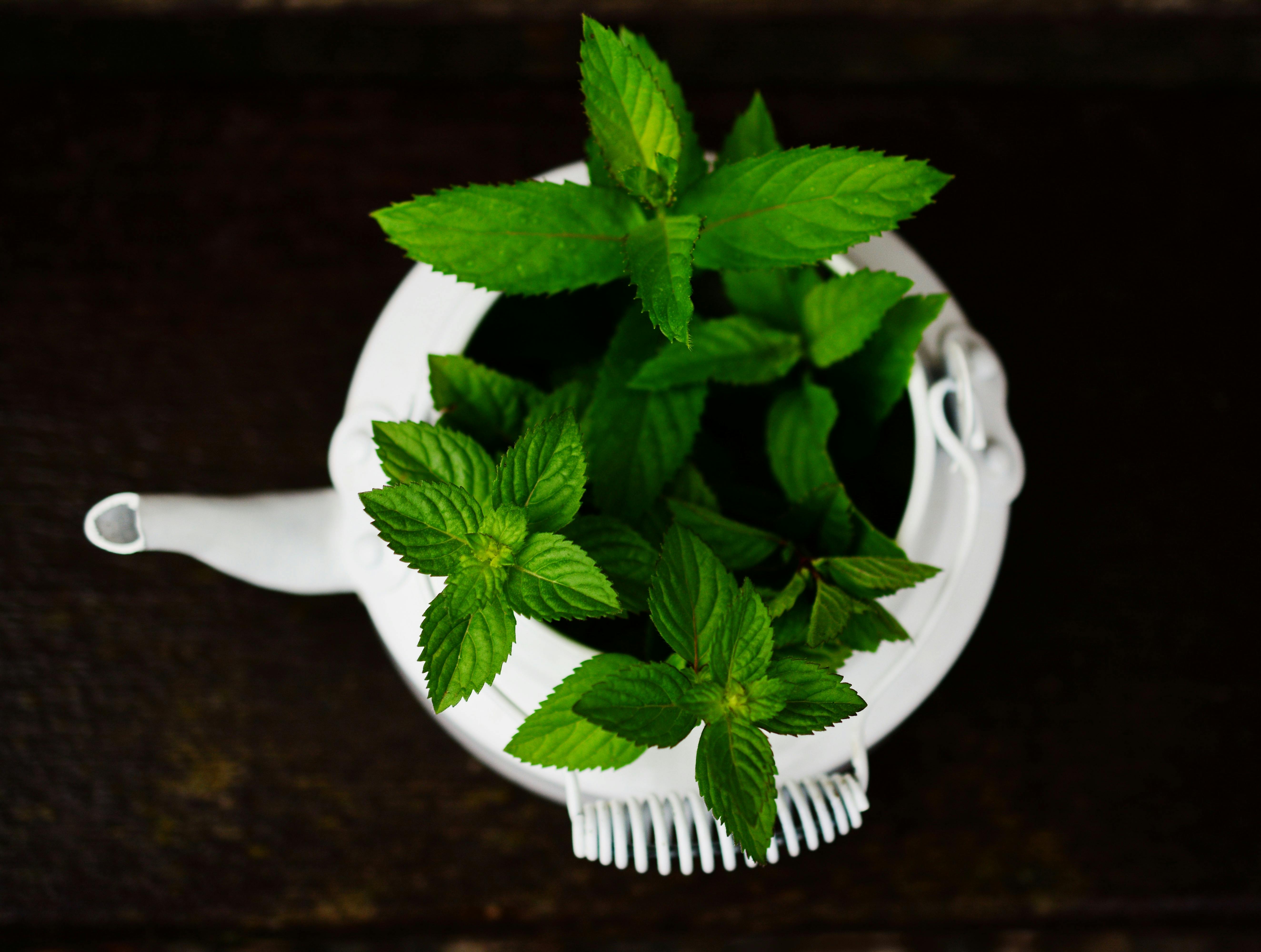 Peppermint Photos Download The BEST Free Peppermint Stock Photos  HD  Images