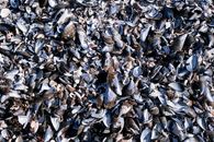 Full Frame of Mussels