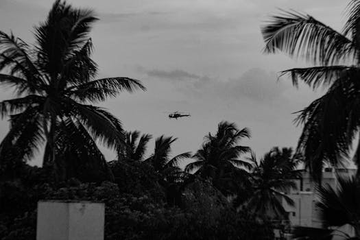 A black and white photo of a helicopter flying over palm trees, creating a moody atmosphere.