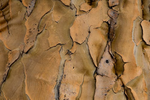 Gratis lagerfoto af bark, overflade, revner