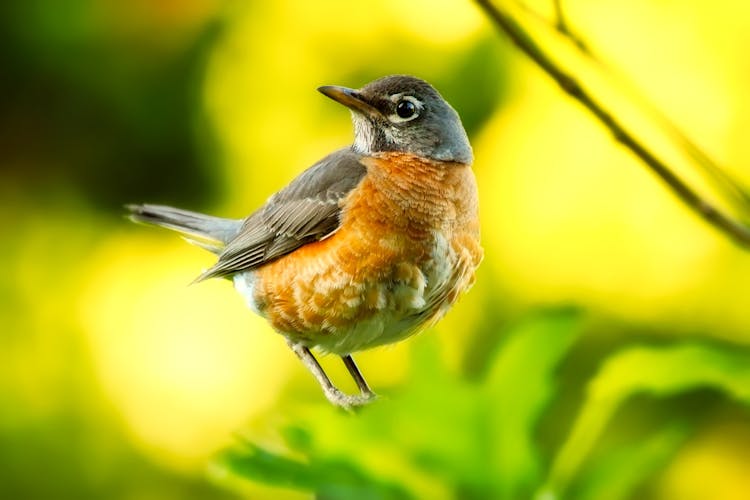 Brown And Yellow Bird