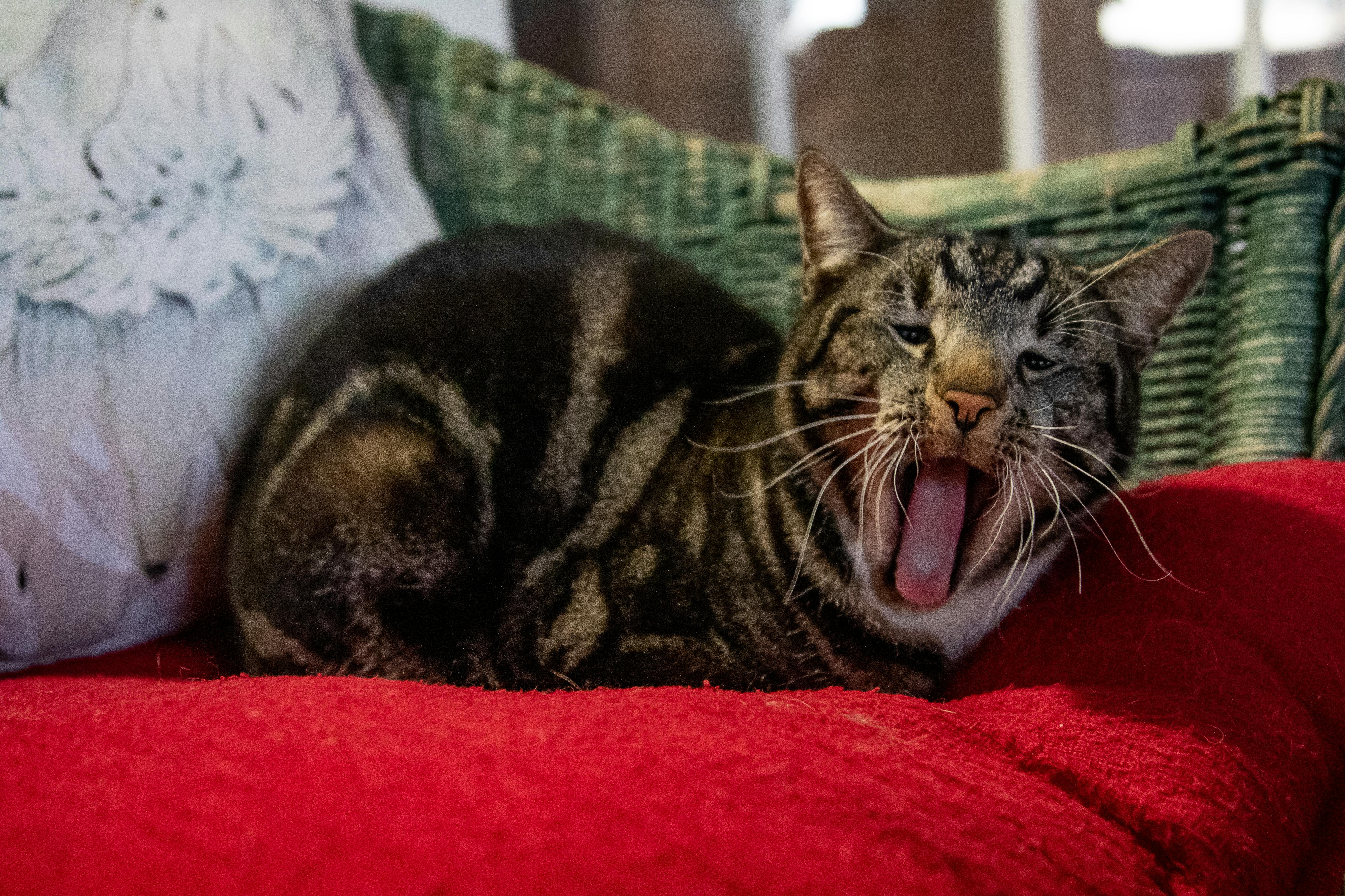 tabby cat on red textile