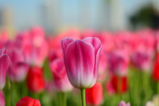 Pink Tulip Flowers Under White Clouds Blue Skies at Daytime · Free ...