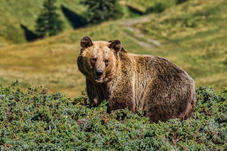 Brown Bear Sitting In Nature