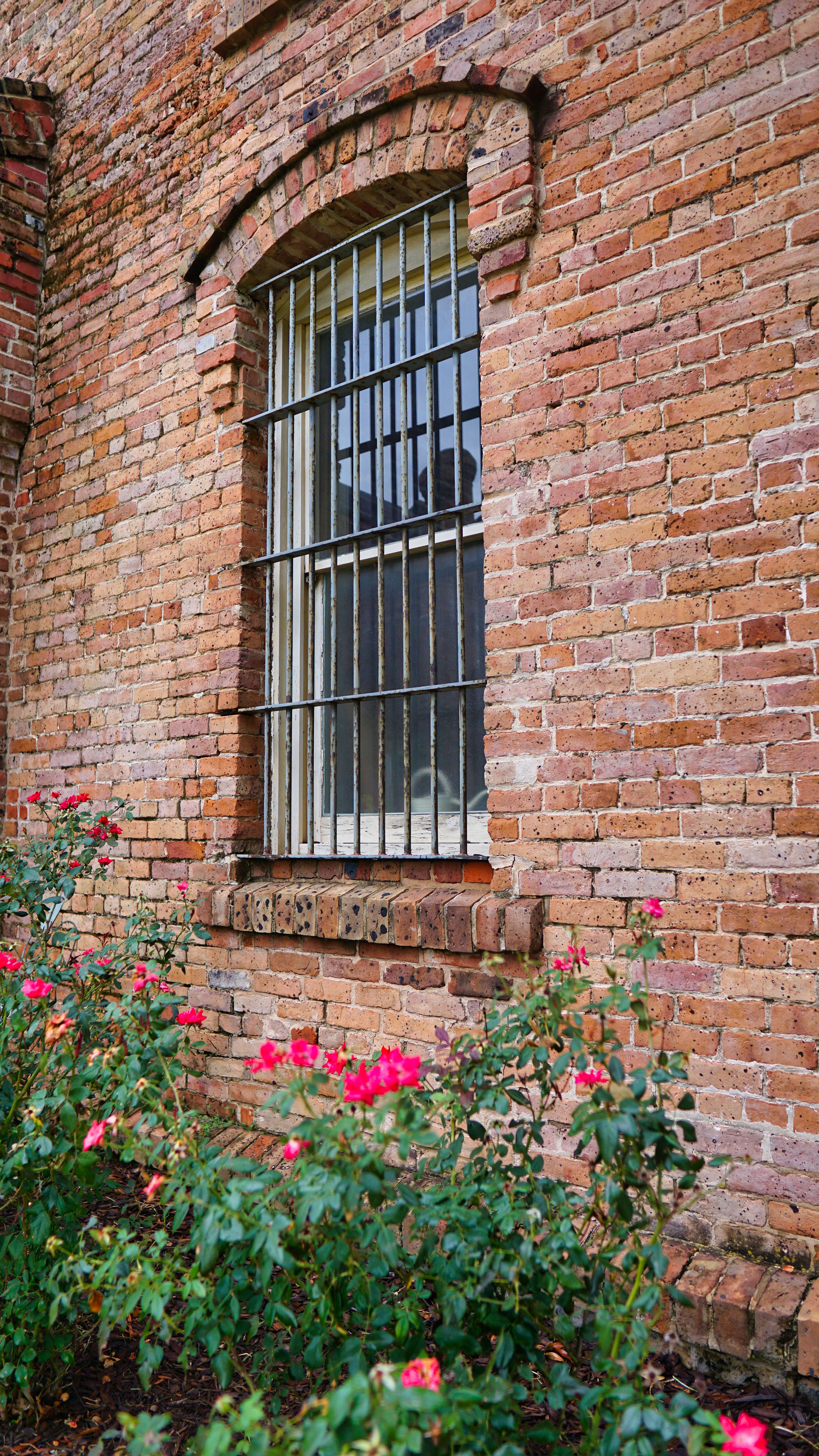 Pink Flowers in Front of Brown Brick Wall · Free Stock Photo