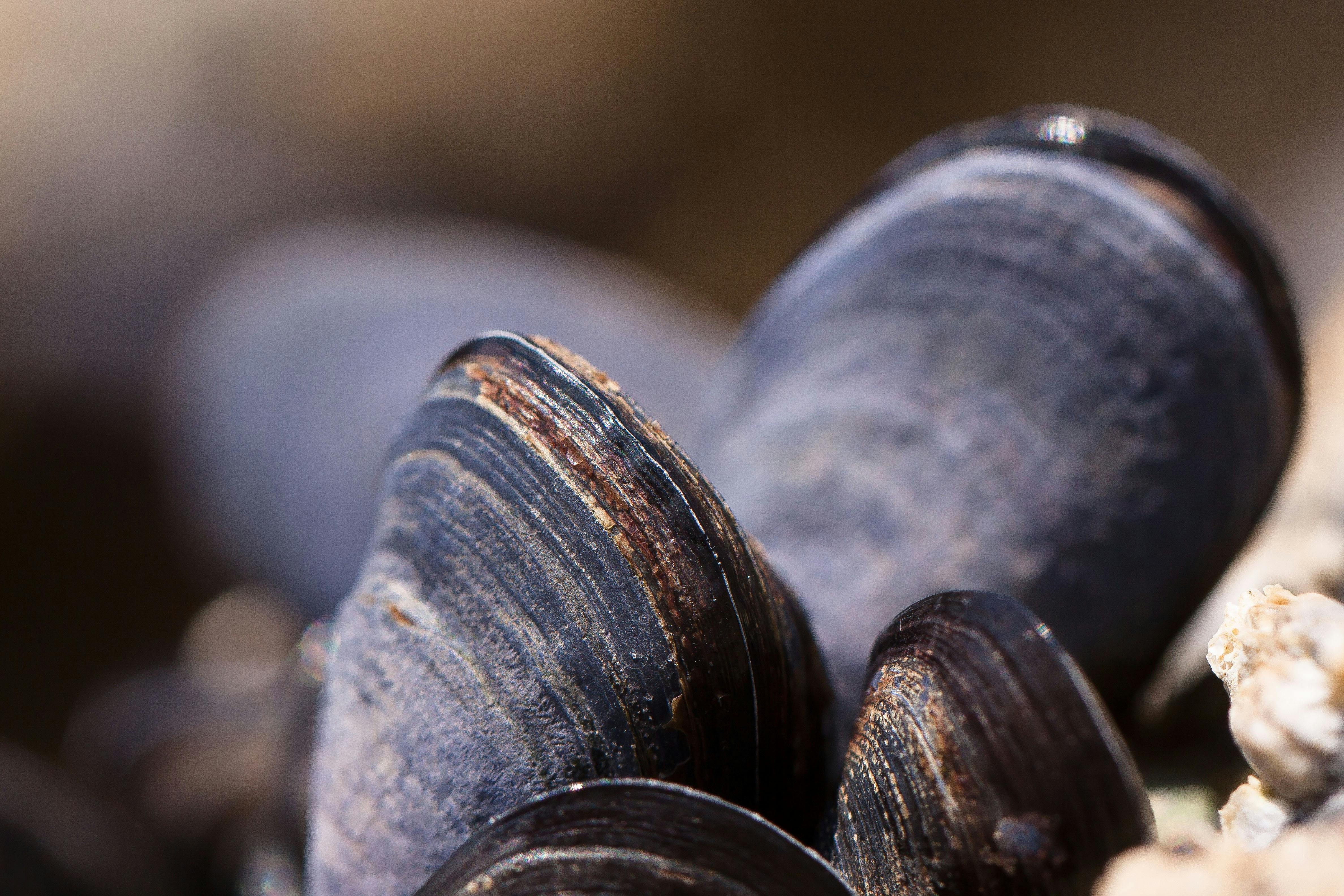 Clam Photos Download The BEST Free Clam Stock Photos  HD Images