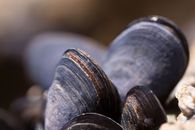 Black Seashell Beside Beige Stone