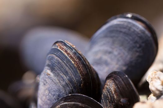Black Seashell Beside Beige Stone