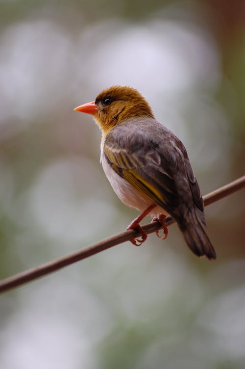 Ücretsiz Ağaç Dalı üzerinde Kahverengi Ve Siyah Tüylü Kuş Stok Fotoğraflar