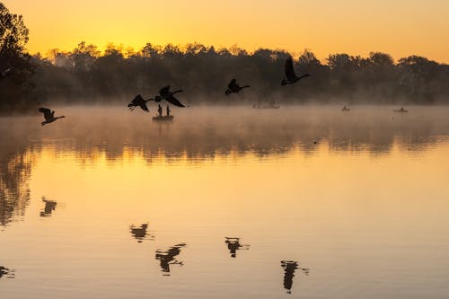 Birds Flying Over a Lake and Reflecting in Still Water at Sunset 