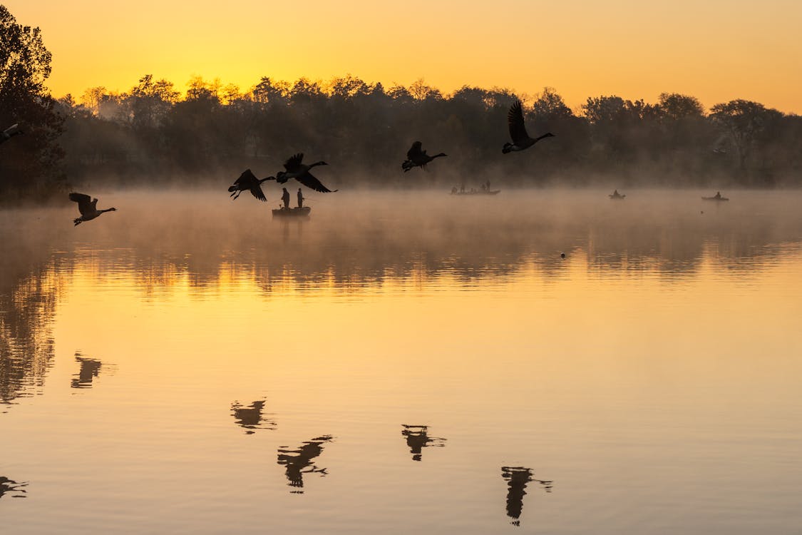 Birds Flying Over a Lake and Reflecting in Still Water at Sunset