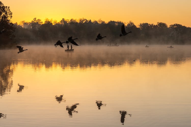 Birds Flying Over A Lake And Reflecting In Still Water At Sunset 